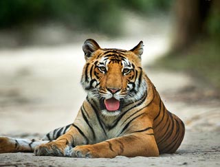 Wildlife Tour of North India