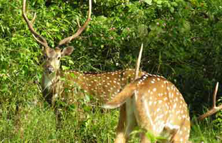  Ranthambore National Park