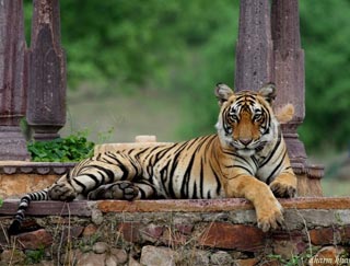 Wildlife Tour of North India